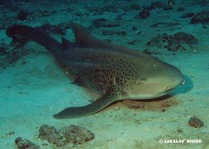 liveaboard dive cruise in Madagascar